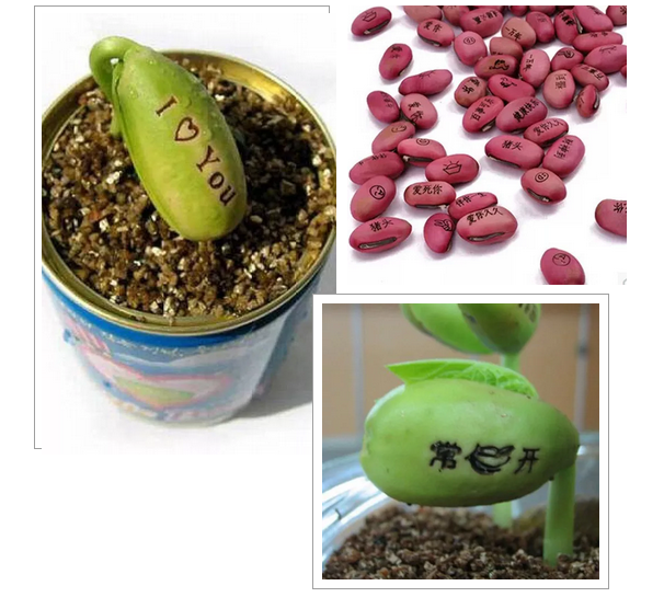 激光打標魔豆，讓愿望如花兒般綻放